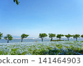 A vast field of nemophila flowers in full bloom stretches towards the blue sky, overlooking the sea. 141464903