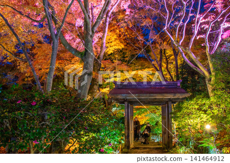 Autumn leaves maple in the garden Autumn leaves maple in the garden 141464912