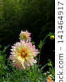 Pop Dahlia 141464917
