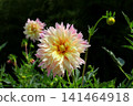 Pop Dahlia 141464918