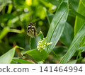 Female Growth Hormone 141464994