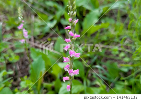 Scallow bunny pink flowers Scallow bunny pink flowers 141465132