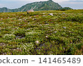 Chinglema flowers blooming so profusely they cover the ground 141465489