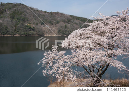 Cherry blossoms in full bloom by the lake and the spring scenery on the lake's surface. (Copy space) Cherry blossoms in full bloom by the lake and the spring scenery on the lake's surface. (Copy space) 141465523