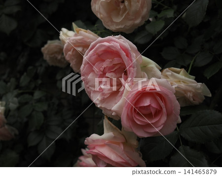 Pale pink roses blooming in the rose garden in early summer. Pale pink roses blooming in the rose garden in early summer. 141465879