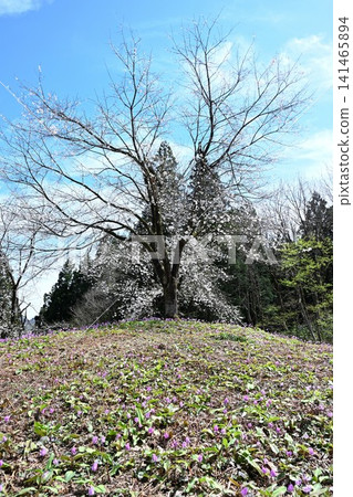 Dogtooth violets blooming in the terraced rice fields of Kita-Iogawa (Shimoda, Sanjo City, Niigata Prefecture) Dogtooth violets blooming in the terraced rice fields of Kita-Iogawa (Shimoda, Sanjo City, Niigata Prefecture) 141465894