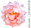 Light pink   rose flower  on white isolated background. Closeup. For design. Nature. 141465918