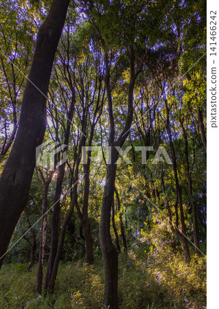 Evening view of a mixed forest Evening view of a mixed forest 141466242