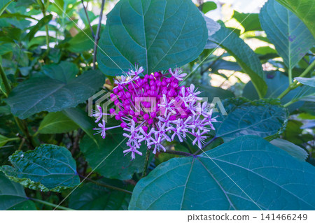 水仙花開出了淡粉紅色的花。 水仙花開出了淡粉紅色的花。 141466249