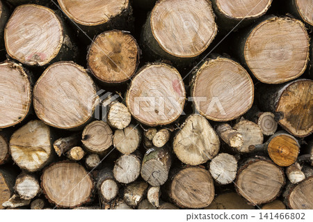 Neatly piled stack of chopped trunks outdoors on bright sunny day, abstract background, Fire wood logs prepared for winter, ready for burning. Environment protection concept. Neatly piled stack of chopped trunks outdoors on bright sunny day, abstract background, Fire wood logs prepared for winter, ready for burning. Environment protection concept. 141466802