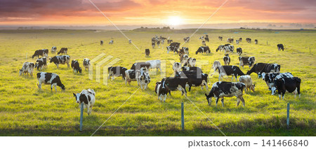 Milk cows grazing on green farm pasture. Production of organic dairy products. Feeding of cattle on farmland grassland Milk cows grazing on green farm pasture. Production of organic dairy products. Feeding of cattle on farmland grassland 141466840