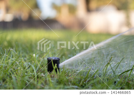 Lawn grass watering with automated sprinkler. Keeping green backyard during dry season 141466865