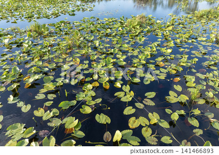 Lake in wetland forest in Florida. Tropical nature in southern climate Lake in wetland forest in Florida. Tropical nature in southern climate 141466893