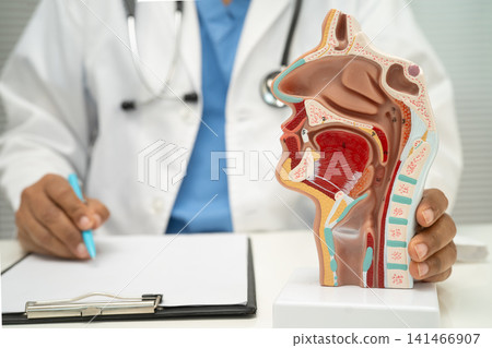Asian doctor with nasal oral throat cavity neck human anatomy model for study diagnosis and treatment in hospital. Asian doctor with nasal oral throat cavity neck human anatomy model for study diagnosis and treatment in hospital. 141466907