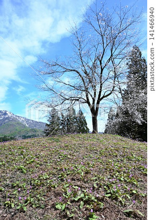 新潟縣三條市下田町北魚尾川梯田上盛開的狗牙紫羅蘭花 141466940