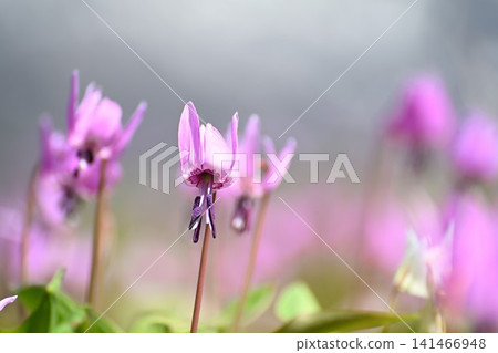 Dogtooth violet flowers blooming in the terraced rice fields of Kita-Iogawa (Shimoda, Sanjo City, Niigata Prefecture) Dogtooth violet flowers blooming in the terraced rice fields of Kita-Iogawa (Shimoda, Sanjo City, Niigata Prefecture) 141466948