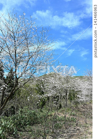 新潟縣三條市下田町北魚尾川梯田上的櫻花盛開 141466963