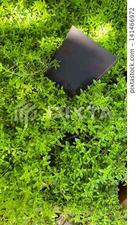 Blank black card mockup placed on fresh green thyme potted plants Blank black card mockup placed on fresh green thyme potted plants 141466972