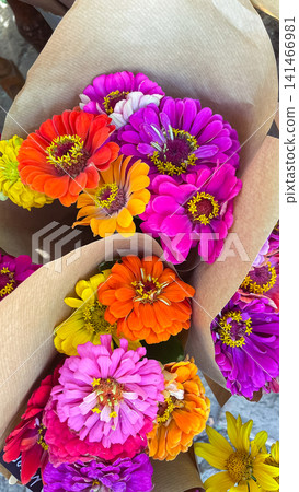 Colorful bouquets of fresh zinnia flowers wrapped in craft paper 141466981
