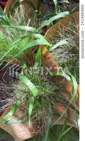 Decorative ornamental grass bouquets wrapped in brown craft paper Decorative ornamental grass bouquets wrapped in brown craft paper 141466989
