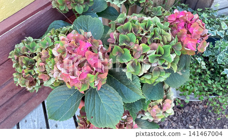 Pink and green hydrangea macrophylla bush blooming in garden near wooden wall Pink and green hydrangea macrophylla bush blooming in garden near wooden wall 141467004