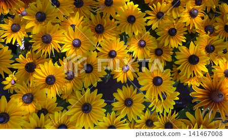 Vibrant black-eyed Susan flowers background in full bloom top view Vibrant black-eyed Susan flowers background in full bloom top view 141467008