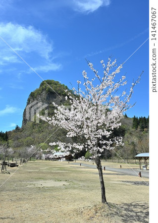 八木花和櫻花的春天景色(新潟縣三條市下田) 八木花和櫻花的春天景色(新潟縣三條市下田) 141467067