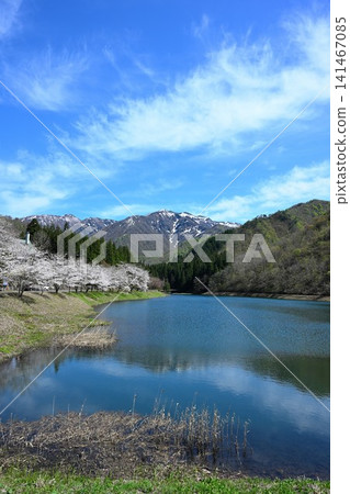 粟岳縣立休閒區和鴨子水源地的櫻花(新潟縣鴨市) 粟岳縣立休閒區和鴨子水源地的櫻花(新潟縣鴨市) 141467085