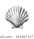 Minimal vintage seashell engraving vector illustration isolated on light background 141467137