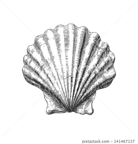 Minimal vintage seashell engraving vector illustration isolated on light background Minimal vintage seashell engraving vector illustration isolated on light background 141467137