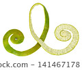 Decorative green citrus peel spiral isolated. Long continuous curly zest of a lime or pomelo fruit in a graceful swirl pattern. Ideal for food, cocktail, or aromatherapy designs. 141467178