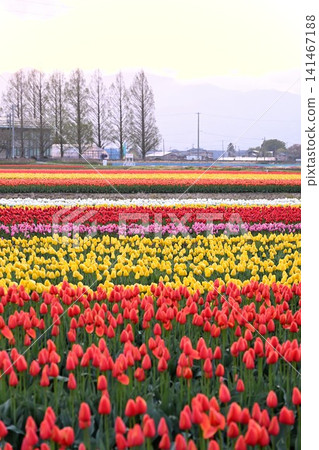 Tulip fields in Gosen City, Niigata Prefecture, bathed in the morning sun. Tulip fields in Gosen City, Niigata Prefecture, bathed in the morning sun. 141467188