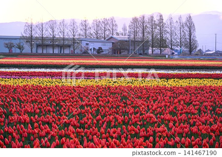 Tulip fields in Gosen City, Niigata Prefecture, bathed in the morning sun. Tulip fields in Gosen City, Niigata Prefecture, bathed in the morning sun. 141467190