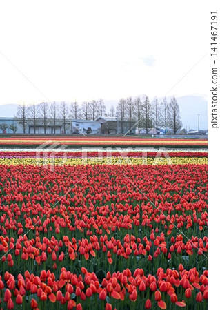 Tulip fields in Gosen City, Niigata Prefecture, bathed in the morning sun. Tulip fields in Gosen City, Niigata Prefecture, bathed in the morning sun. 141467191