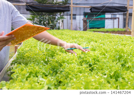 Farmer checking monitoring organic hydroponic green oak lettuce in plant nursery farm. Healthy nutrition organic salad vegetables. Smart agriculture technology. Farmer checking monitoring organic hydroponic green oak lettuce in plant nursery farm. Healthy nutrition organic salad vegetables. Smart agriculture technology. 141467204