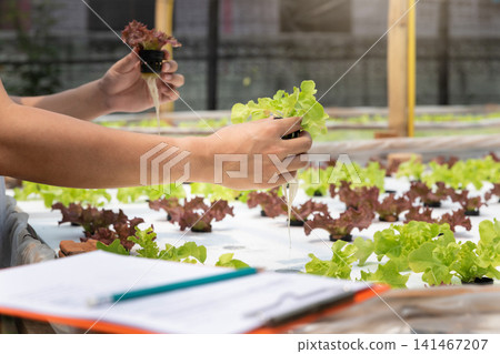 Farmer checking  monitoring organic hydroponic green oak lettuce in plant nursery farm. Healthy nutrition organic salad vegetables. Smart agriculture technology. 141467207