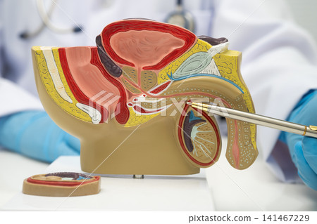 Male reproductive system, Asian doctor holding human anatomy model. Male reproductive system, Asian doctor holding human anatomy model. 141467229