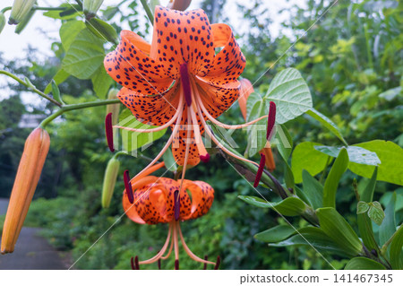 A large tiger lily was blooming by the roadside. A large tiger lily was blooming by the roadside. 141467345