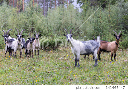 Horned mixed goat herd facing the camera in a flowered woodland meadow 141467447
