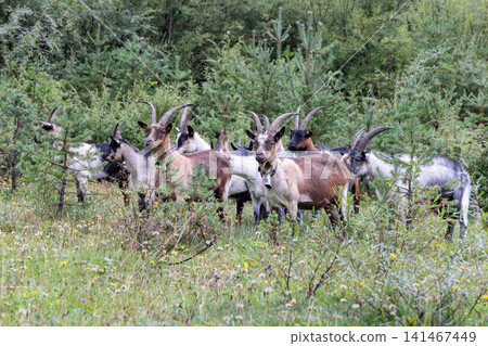 Dense mixed horned goat herd standing among young pine saplings in woodland Dense mixed horned goat herd standing among young pine saplings in woodland 141467449