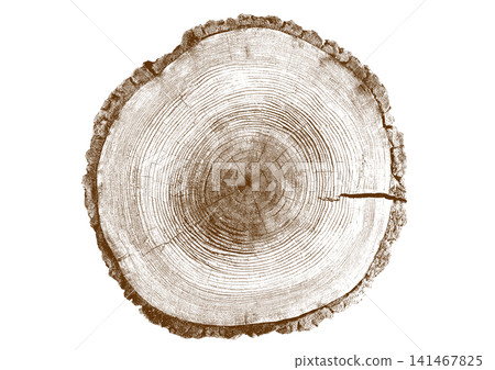 Close up view of a tree stump showing detailed growth rings and dark bark texture Close up view of a tree stump showing detailed growth rings and dark bark texture 141467825