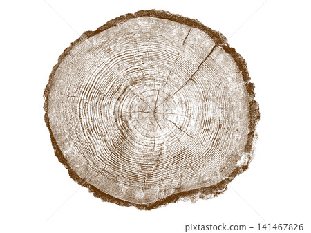 Close up view of a tree stump showing detailed growth rings and bark texture 141467826