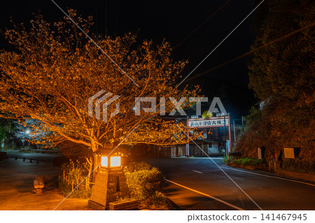 靜岡縣濱松市奧山公園的櫻花在燈光的襯托下熠熠生輝 靜岡縣濱松市奧山公園的櫻花在燈光的襯托下熠熠生輝 141467945