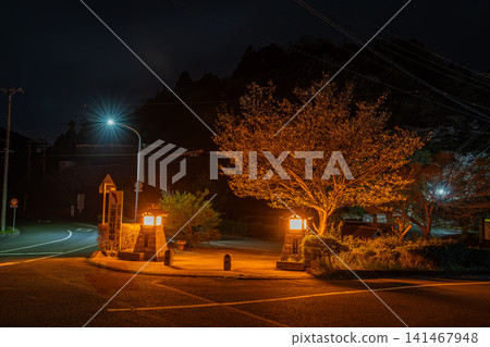 靜岡縣濱松市奧山公園的櫻花在燈光的襯托下熠熠生輝 141467948