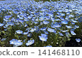 粉蝶：一片純藍色的花海在你眼前展開。 141468110
