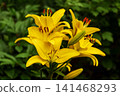 Bright Yellow Asiatic Lily Flowers Blooming in a Lush Summer Garden 141468293