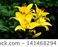 Vibrant Yellow Asiatic Lily Flowers Blooming Against a Lush Green Background 141468294
