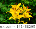 Bright Yellow Lily Flowers Blooming in Lush Green Garden During Summer 141468295