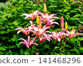 Beautiful Pink Lily Flowers Blooming in a Lush Summer Garden Landscape 141468296