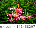 Vibrant Pink Lily Flowers with Fresh Buds in a Lush Summer Garden 141468297